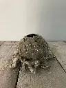 Artichaut